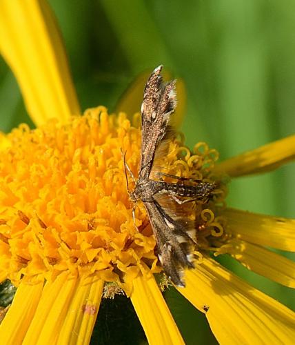 Pselnophorus heterodactylus